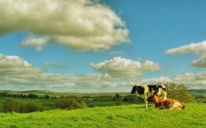 Cows